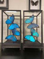 Morpho didius vlinders in stolp (prijs per stolp), Ophalen of Verzenden, Nieuw, Insect, Opgezet dier