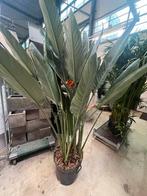 Strelizia Reginae XXL (Paradijsplant), Huis en Inrichting, Ophalen, Overige soorten, 200 cm of meer