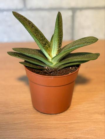 Aloe vera beschikbaar voor biedingen
