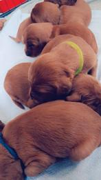 Prachtige rode ierse setters Pups, Rashonden met Stamboom !, Overige rassen, 8 tot 15 weken, Meerdere, Meerdere dieren