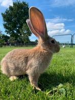 Jonge vlaamse reus, Dieren en Toebehoren, Meerdere dieren, Groot, 0 tot 2 jaar