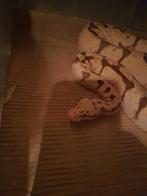 0.1 volwas firespider yellowbelly, Dieren en Toebehoren, Reptielen en Amfibieën, Slang, 0 tot 2 jaar