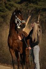 Recreatie paard/coaching paard, Ophalen of Verzenden, Dressuur