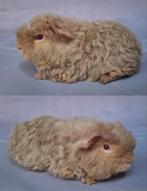 Jong Merino beertje - beige otter, Oktober, Mannelijk, Cavia