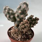 Tephrocactus Molinensis, Huis en Inrichting, Kamerplanten, Cactus, Ophalen of Verzenden