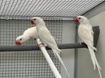 Alexander parkieten., Meerdere dieren, Parkiet, Geringd