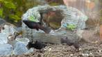 Black molly aquarium vissen, Dieren en Toebehoren, Vissen | Aquariumvissen, Vis