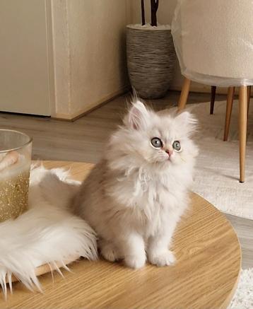 Prachtige Britse Kittens 100% Raszuiver beschikbaar voor biedingen