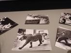 Zoo Antwerpen oude foto's, Verzamelen, Ophalen, Zo goed als nieuw, Overige typen