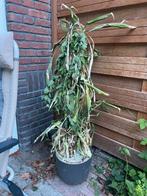Gratis plantenbak en 30+ bloempotten, Ophalen, Gebruikt