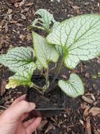 Brunnera marcophylla 'Jack Frost', Tuin en Terras, Planten | Tuinplanten, Ophalen of Verzenden, Zomer, Volle zon