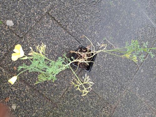 slaapmutsje, eenjarig  per potje€1.50, Tuin en Terras, Planten | Tuinplanten, Eenjarig, Overige soorten, Volle zon, Zomer, Ophalen of Verzenden
