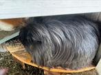 Lieve cavia’s te koop, Dieren en Toebehoren, Knaagdieren, Cavia, Augustus, Mannelijk, Tam