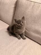 Britse korthaar kitten, Poes