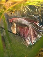 Betta mannetjes gezocht, Dieren en Toebehoren, Vissen | Aquariumvissen, Vis