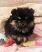 All I want for christmass...nog 1 mini pomeranian puppy❤️ ️, Dieren en Toebehoren, Honden | Poolhonden, Keeshonden en Oertypen