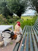 Twee Serama haantjes, Dieren en Toebehoren, Pluimvee, Mannelijk, Kip