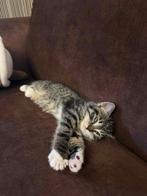 Female tabby kitten, Dieren en Toebehoren, Katten en Kittens | Overige Katten, Poes