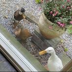 Drie vrouwtjes loopeenden, Meerdere dieren