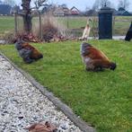 Gratis hanen, Dieren en Toebehoren, Mannelijk, Kip