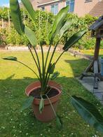 Strelitzia Nicolai, Tuin en Terras, Planten | Tuinplanten, Ophalen, Zomer, Volle zon