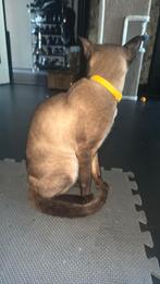 Siamees kat Zuivere siamees dekkater, 0 tot 2 jaar