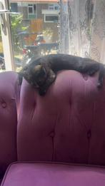 Kitten, Dieren en Toebehoren, Poes