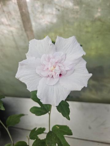 Hibiscus China chiffon  beschikbaar voor biedingen