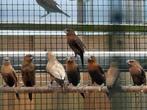 Zilverbekjes - Donkerbuik, Dieren en Toebehoren, Vogels | Overige Vogels, Meerdere dieren, Tropenvogel, Geringd