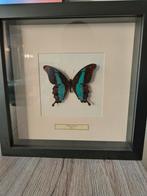 Opgezette Vlinder in Lijst, Antiek en Kunst, Ophalen of Verzenden