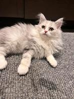 Twee mooie britse langhaar silver shade kittens., Dieren en Toebehoren, Poes, Ontwormd