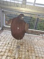 1 verbasterde gaditano doffer HAAGSE TILDUIF, Dieren en Toebehoren, Vogels | Duiven, Mannelijk, Kropper