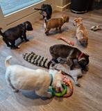 Kruising pups, Dieren en Toebehoren, 8 tot 15 weken, Meerdere, Meerdere dieren, Klein