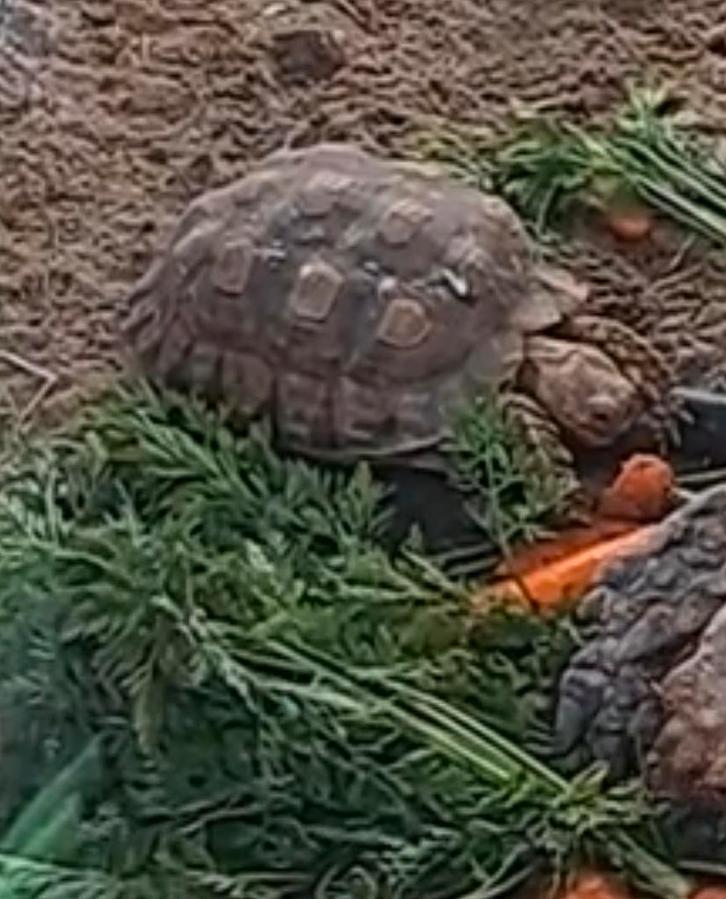 Sulcata schildpad / sporenschildpad vrouwtje ong. 5 jaar