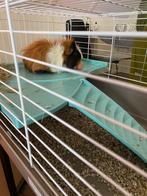 cavia mannetje nog geen 6 maandjes jong gratis op te halen!, Dieren en Toebehoren, Knaagdieren, Mannelijk, Cavia, Na 1 juli 2024