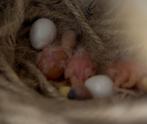 3 japanse meeuwtjes uit eigen hobby nest, Dieren en Toebehoren, Geslacht onbekend, Tropenvogel
