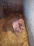 Biggen bonte bentheimer duroc, Meerdere dieren, Varken, 0 tot 2 jaar