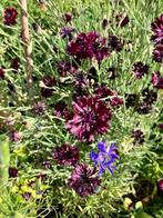 Korenbloem zaden “Black Ball”, Ophalen of Verzenden, Voorjaar, Volle zon, Zaad