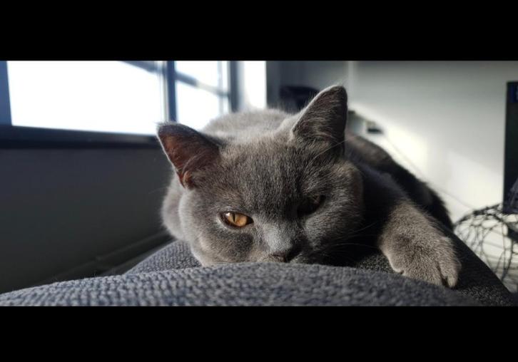 Britse korthaar, Dieren en Toebehoren, Katten en Kittens | Raskatten | Korthaar, Poes, 3 tot 5 jaar, Gechipt, Ontwormd, Ingeënt