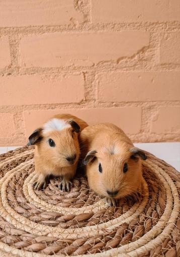 California cavia nestje - 2 beertjes 4 weken oud beschikbaar voor biedingen