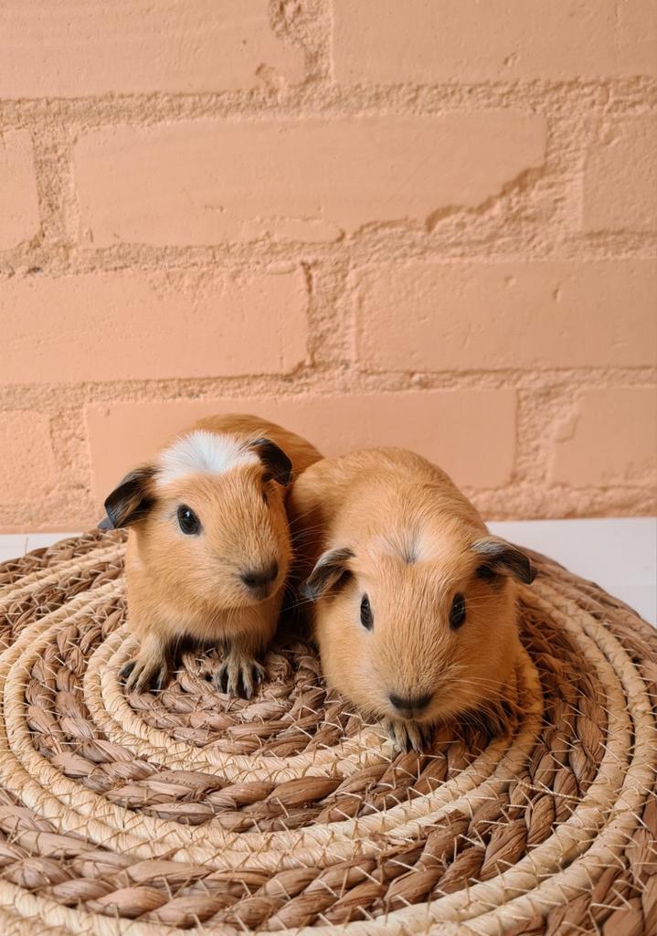 California cavia nestje - 2 beertjes 4 weken oud, Dieren en Toebehoren, Knaagdieren, Mannelijk, Cavia, Oktober, Tam