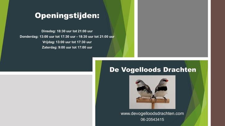 Vogels Gezocht, Dieren en Toebehoren, Vogels | Parkieten en Papegaaien, Parkiet, Meerdere dieren