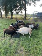 Ruischaap dekrammen, Dieren en Toebehoren, Schapen, Geiten en Varkens, Mannelijk, Schaap