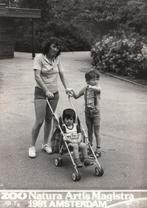 Artis Dierentuin foto 1981, Verzenden, Voor 1940, Zo goed als nieuw, Overige onderwerpen