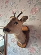 Vintage hert taxidermie, Verzamelen, Dierenverzamelingen, Ophalen of Verzenden, Gebruikt, Hert, Gewei of Kop