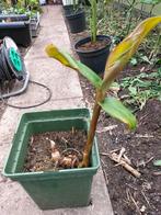 Hedychium greenii, Ophalen of Verzenden, Zomer, Overige soorten, Volle zon