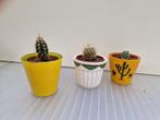 Cactusjes in potjes, Huis en Inrichting, Cactus, Minder dan 100 cm, Halfschaduw, In pot