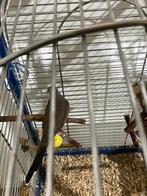 Kanarie en diamantduif, Dieren en Toebehoren, Mannelijk