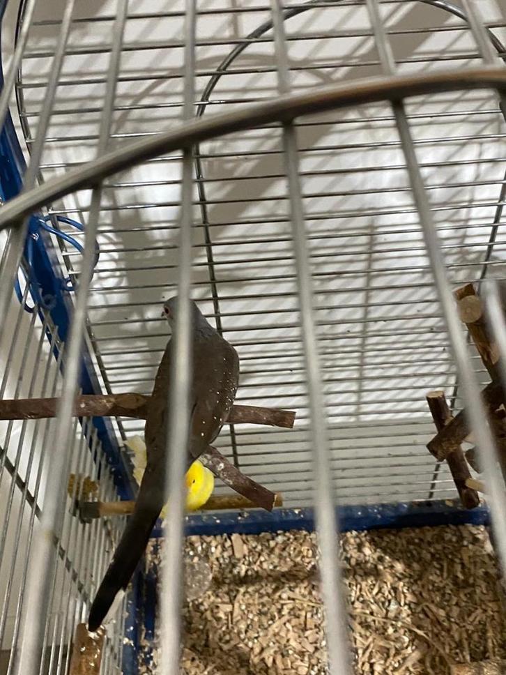 Kanarie en diamantduif, Dieren en Toebehoren, Vogels | Overige Vogels, Mannelijk