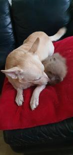 Teddy dwerg konijnen, Mannelijk